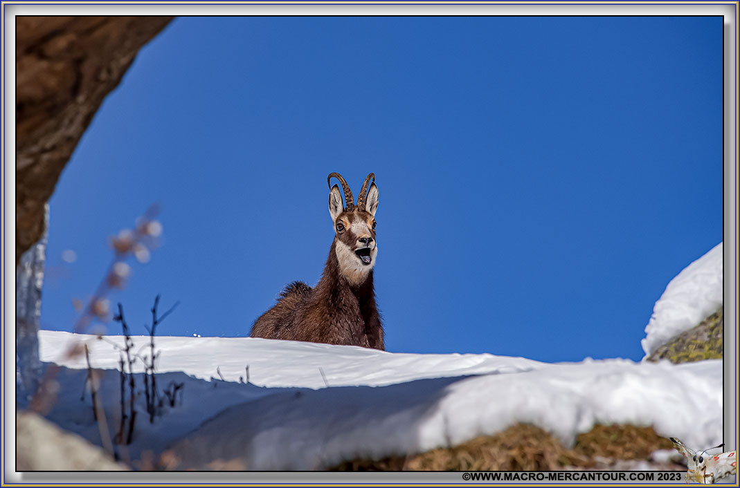 CHAMOIS